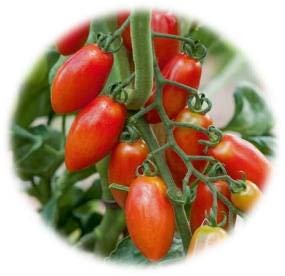 TOMATE GREFFÉE MINI SAN MARZANO