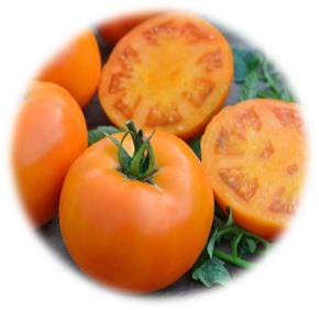 TOMATE GREFFÉE WELLINGTON