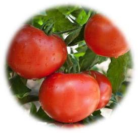 TOMATE OLYMPE