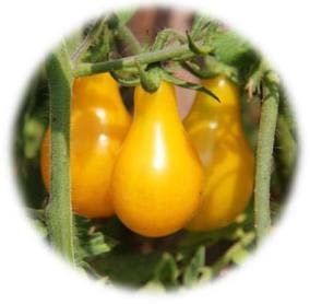 TOMATE POIRE JAUNE