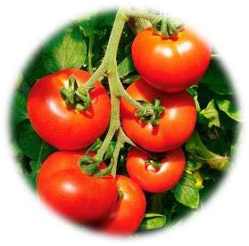 TOMATE PRÉCOCE ESTIVA