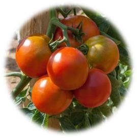 TOMATE PRÉCOCE MONTFAVET