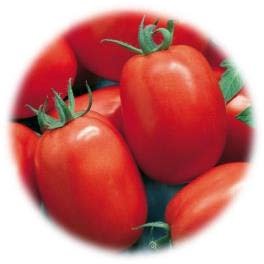 TOMATE ROMA