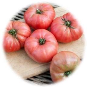 TOMATE ROSE DE BERNE