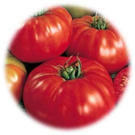 TOMATE RUSSE