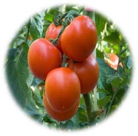 TOMATE ST PIERRE