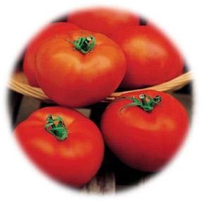 TOMATEPLEIN CHAMP HECTOR